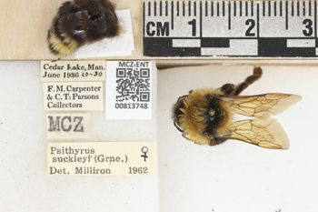 Media type: image;   Entomology 813748 Aspect: labels